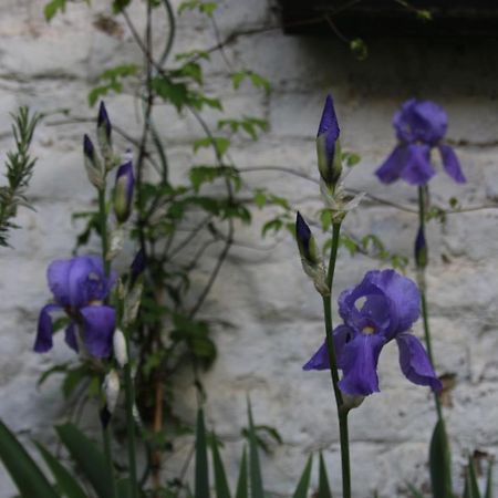 B&B Les Iris Bruxelles Eksteriør billede